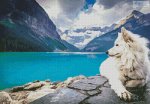 American Eskimo Dog 2 (image for) American Eskimo Dog 2
