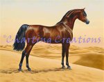 Arab Horse (image for) Arab Horse