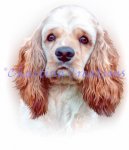American Cocker Spaniel (image for) American Cocker Spaniel