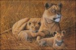 African Lioness and Cubs (image for) African Lioness and Cubs