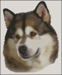 Alaskan Malamute NB (image for) Alaskan Malamute NB