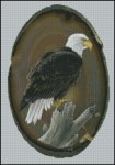 American Bald Eagle - CR (image for) American Bald Eagle - CR
