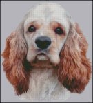 American Cocker Spaniel NB (image for) American Cocker Spaniel NB