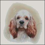 American Cocker Spaniel (image for) American Cocker Spaniel
