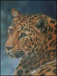 Amur Leopard (image for) Amur Leopard