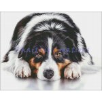 Australian Shepherd (image for) Australian Shepherd