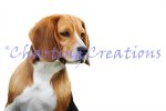 Beagle (image for) Beagle