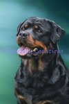 Rottweiler Portrait (image for) Rottweiler Portrait