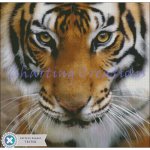 Tiger Stare (image for) Tiger Stare